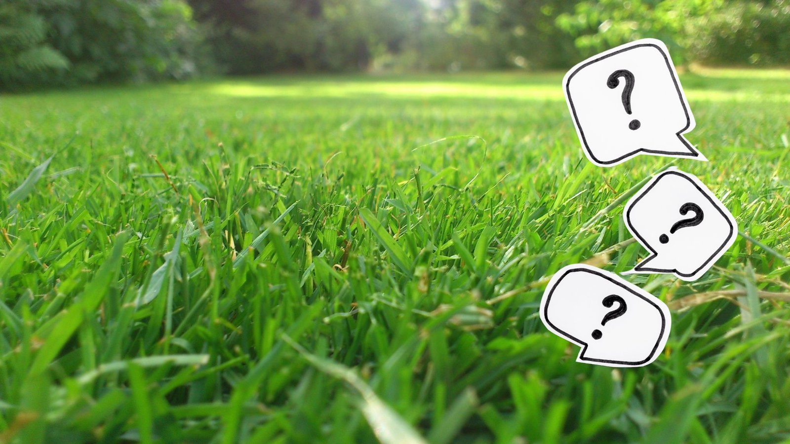pelouse verte gazon avec points d'interrogation